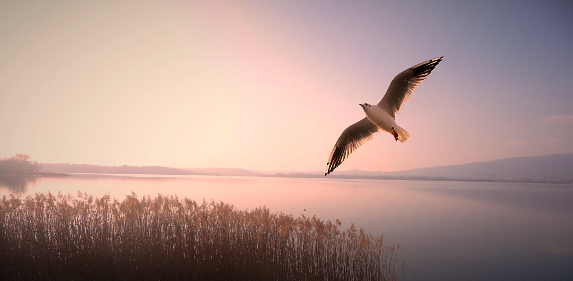 Falcon flying above mountains